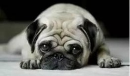 巴哥最新爆料事件新闻,揭秘娱乐圈惊人内幕