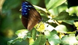 紫蝴蝶在线观看,穿越时空的浪漫传奇